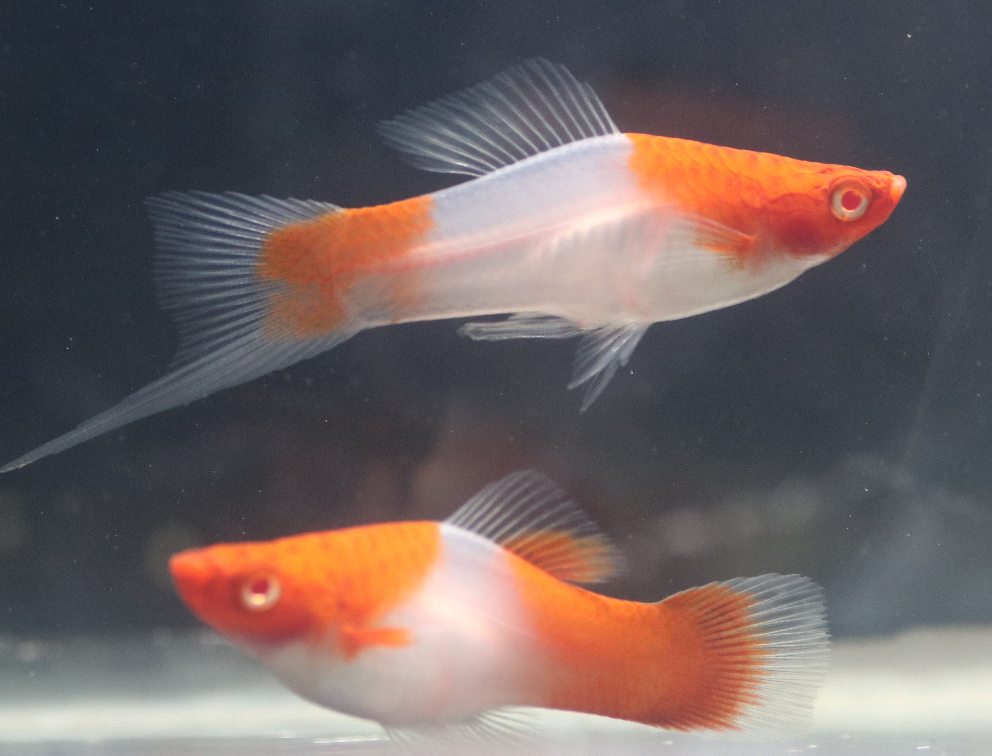 Xiphophorus helleri
